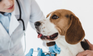 Medicina Veterinária