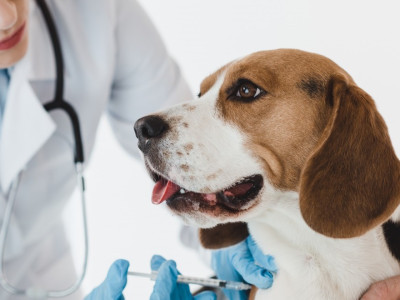 Medicina Veterinária