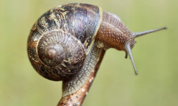 Zoologia de Invertebrados Zoologia de Invertebrados