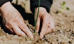 Agricultura de Precisão