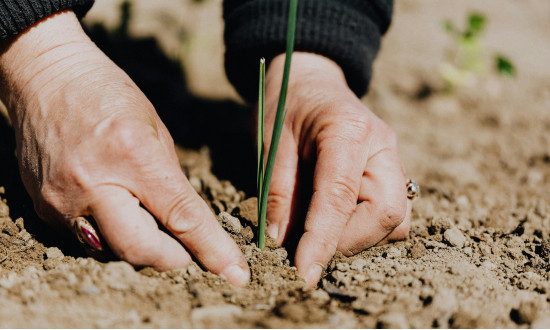 Agricultura Orgânica